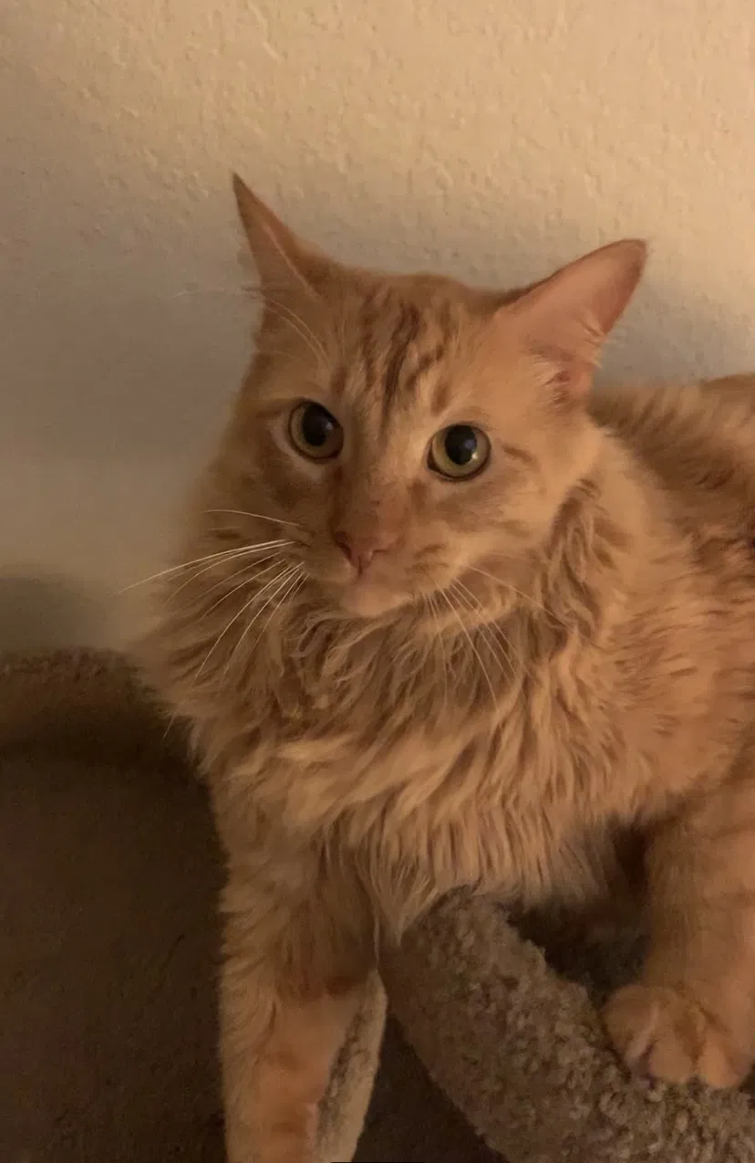 Lost cat in Norman, OK, 73071