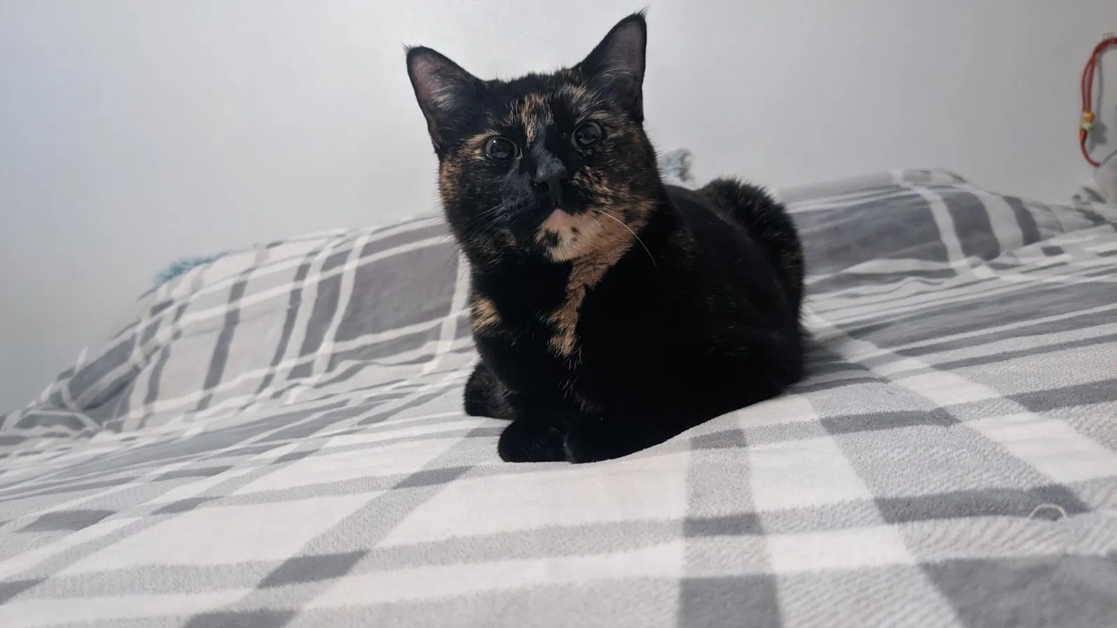 Lost cat in Rockton, IL, 61072