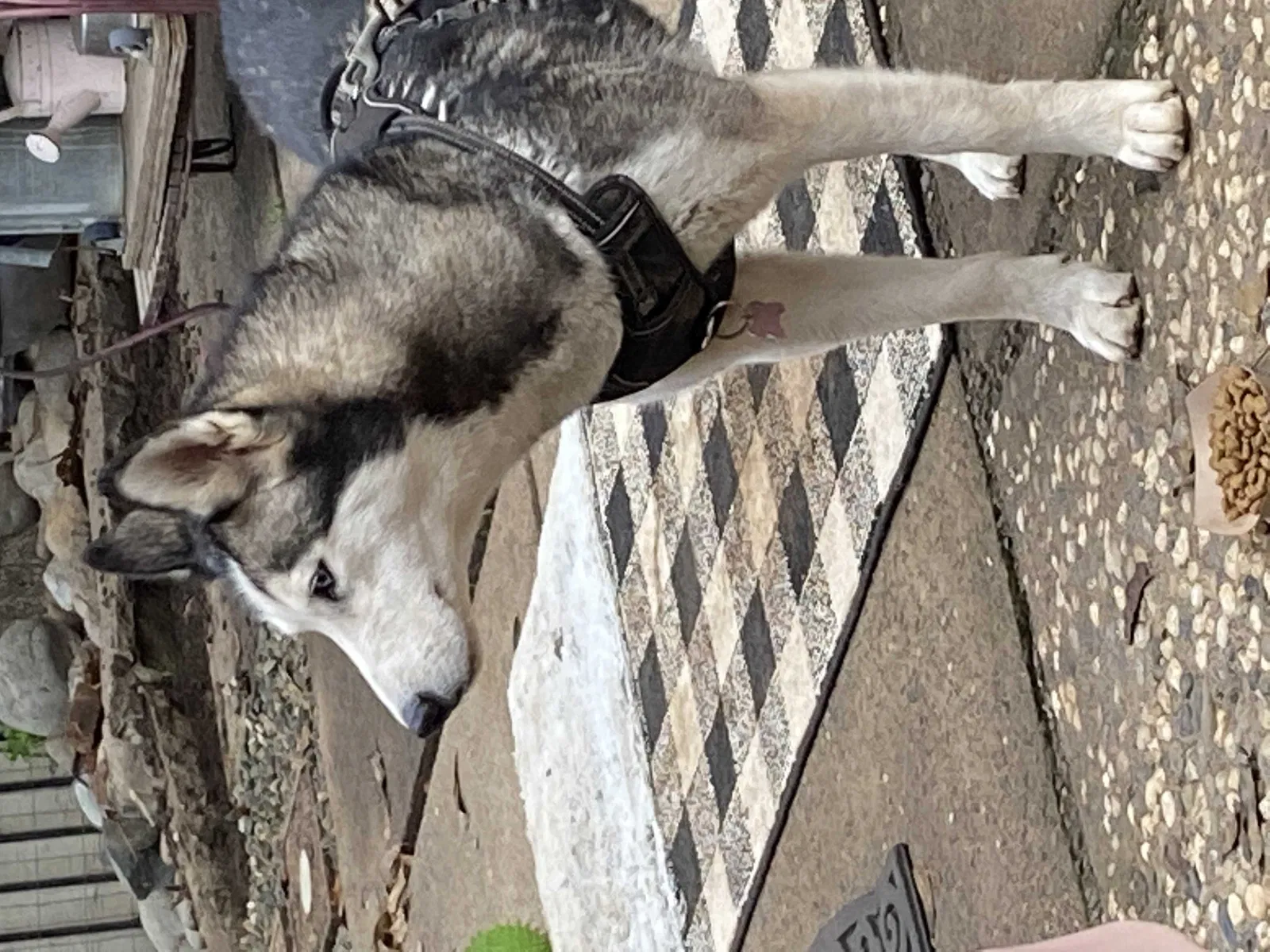 Lost dog in Fair Oaks, CA, 95628