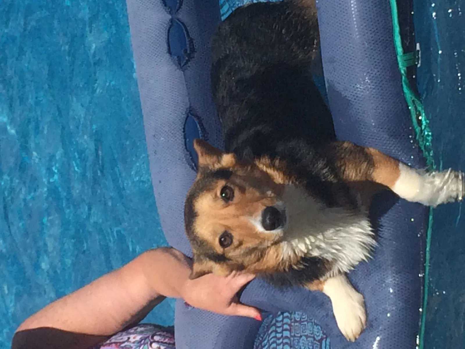 Lost dog in La Fayette, GA, 30728
