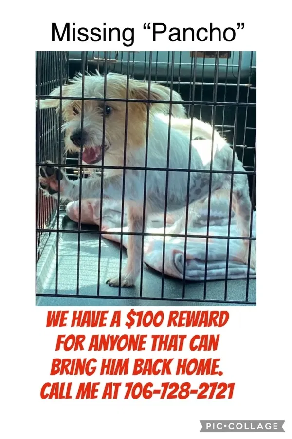 Lost dog in Silver Creek, GA, 30173