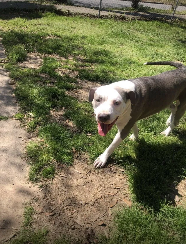 Lost dog in Little Rock, AR, 72206