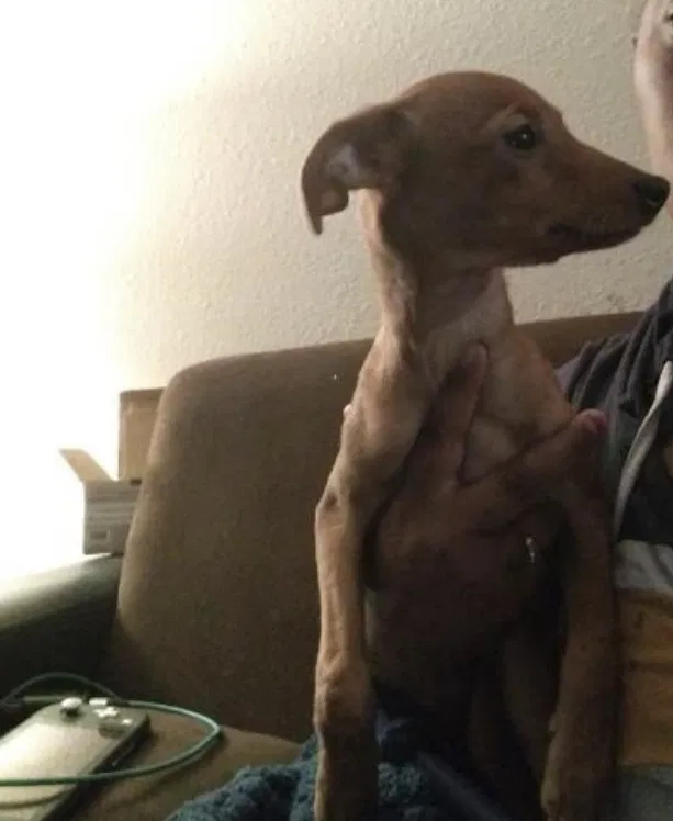 Lost dog in Vallejo, CA, 94590