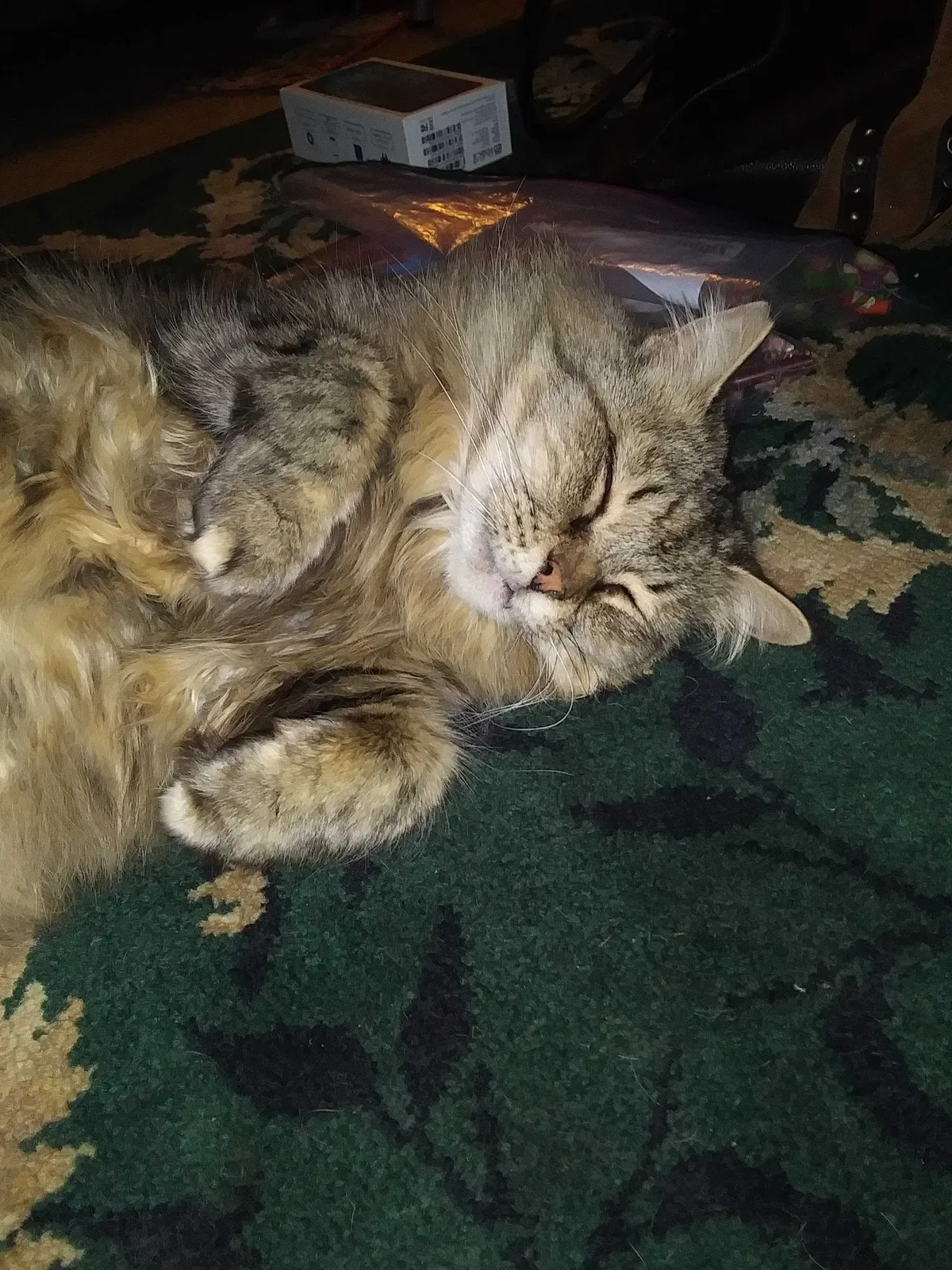 Lost cat in Ukiah, CA, 95482