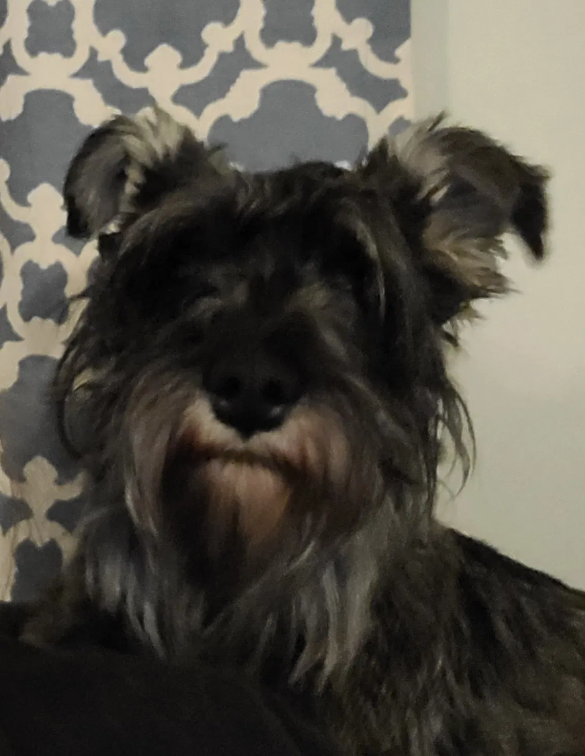 Lost dog in Indianapolis, IN, 46205