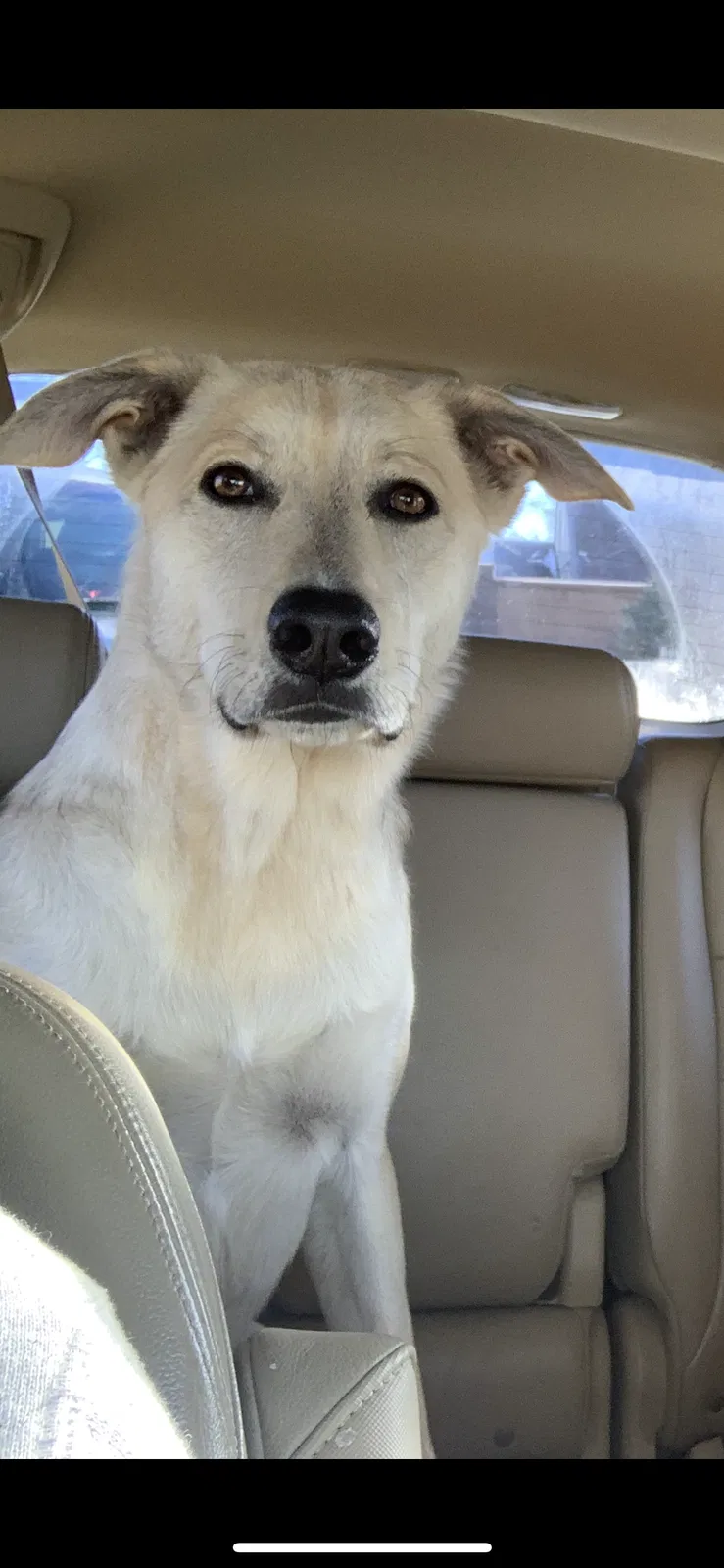 Lost dog in Denver, CO, 80234