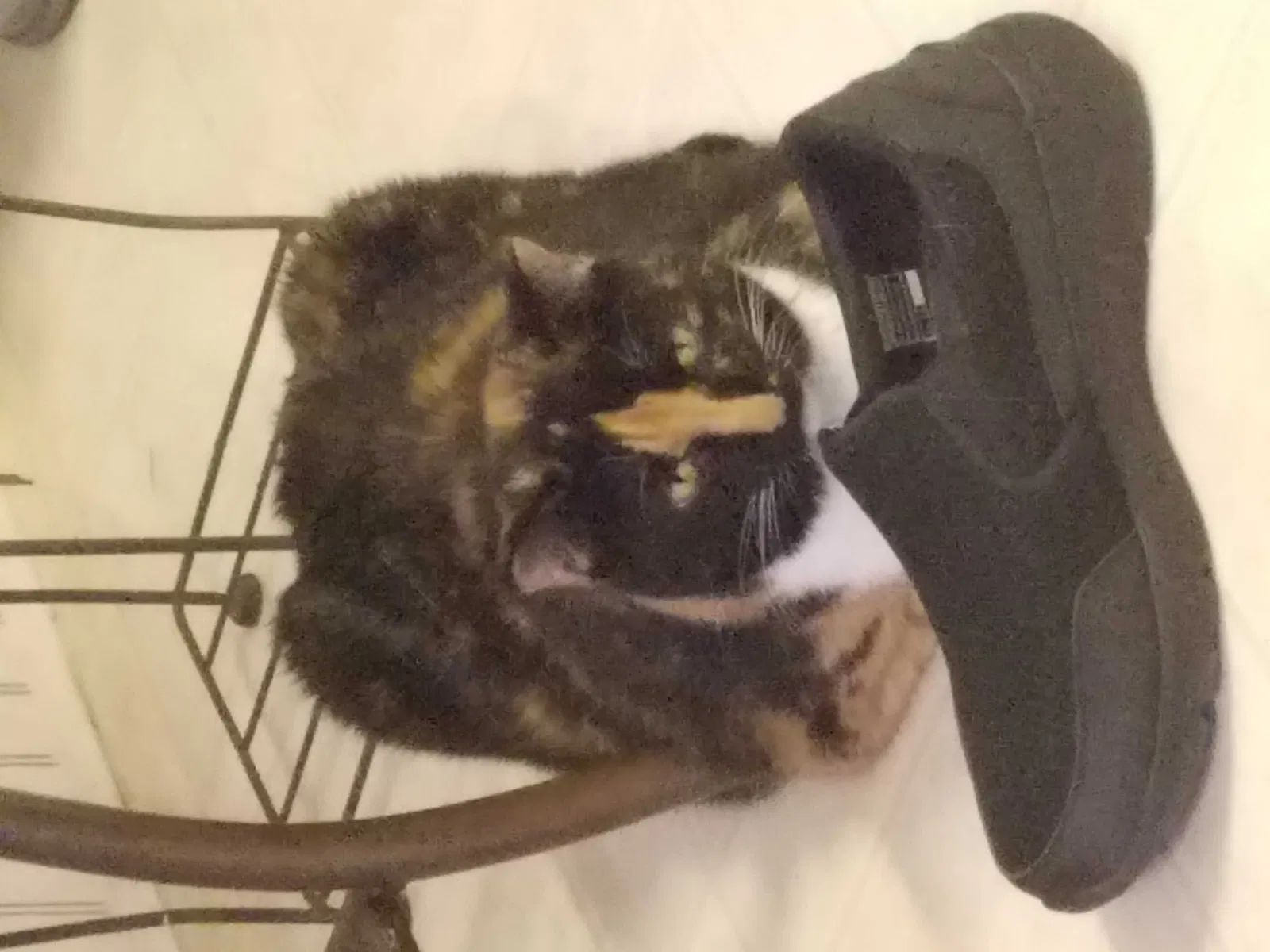 Found cat in Port Orange, FL, 32127