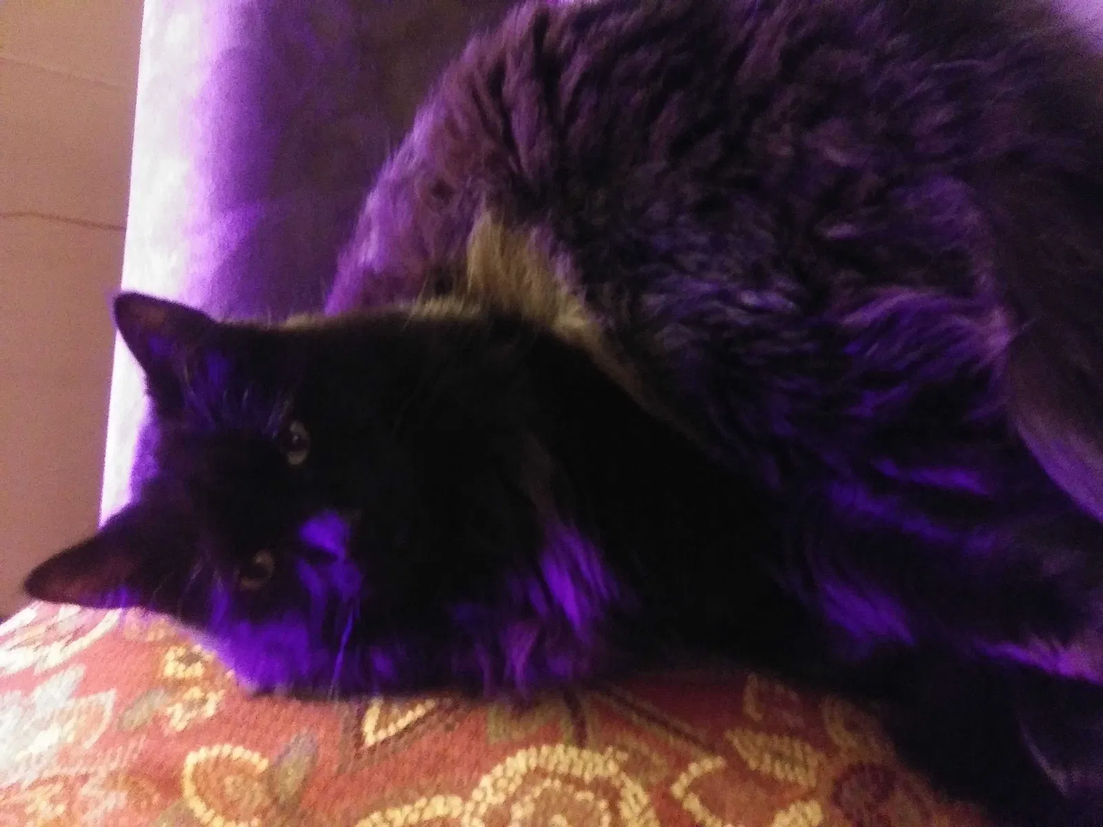 Lost cat in Hopkins, MN, 55343