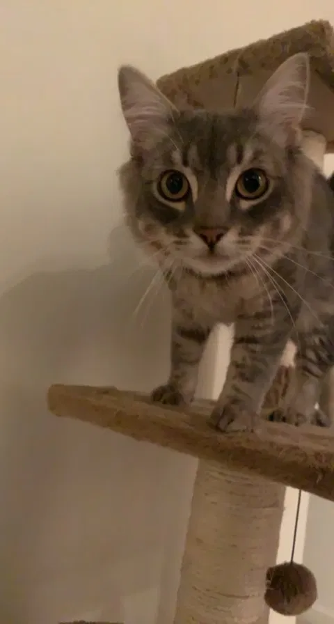 Lost cat in Irvine, CA, 92612