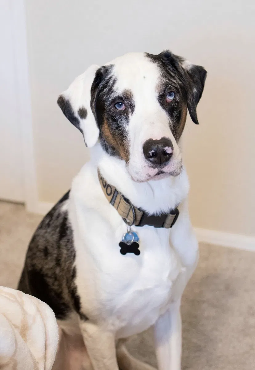 Lost dog in Tulsa, OK, 74133