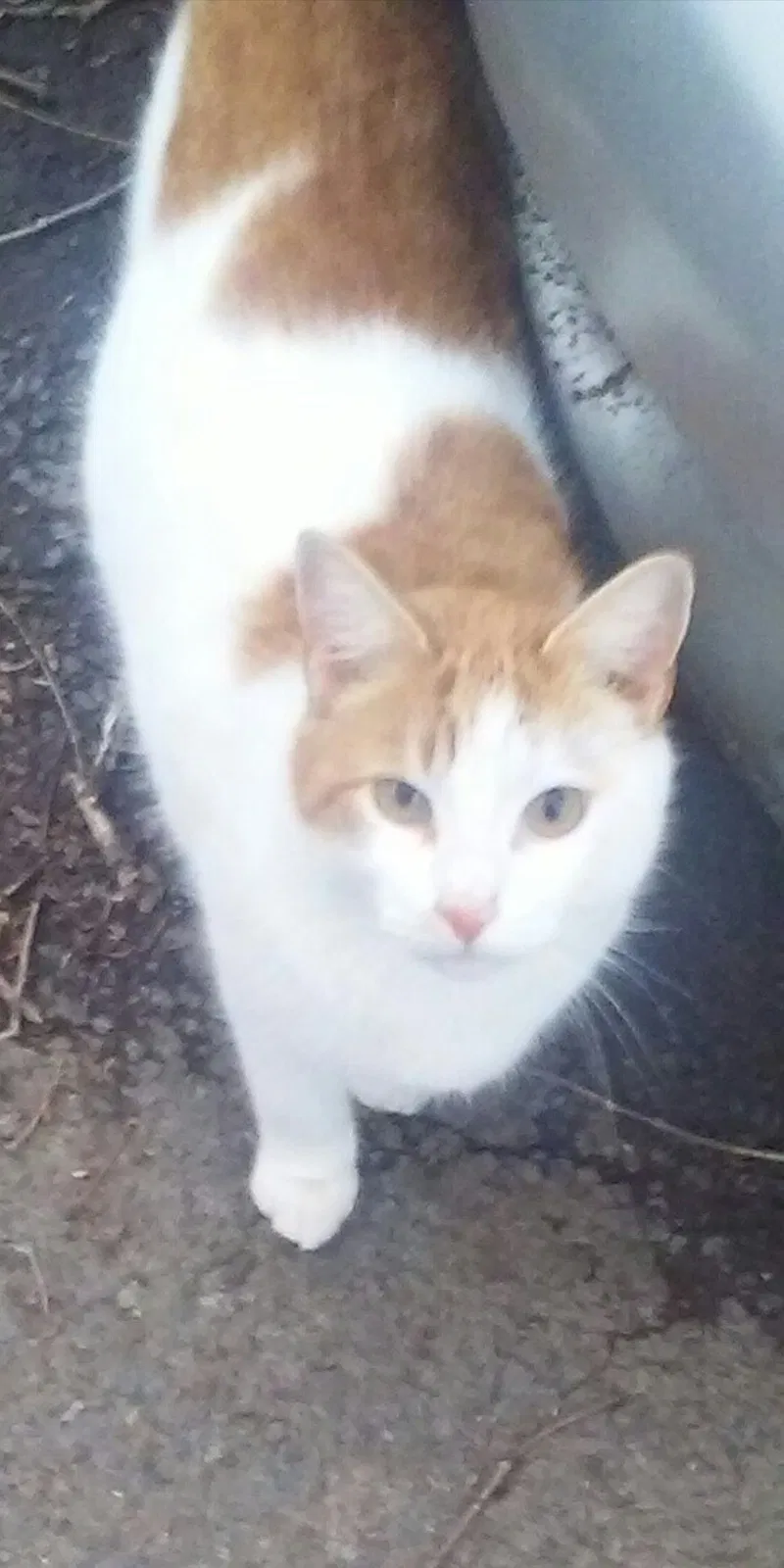 Lost cat in Unknown, VA, 223669
