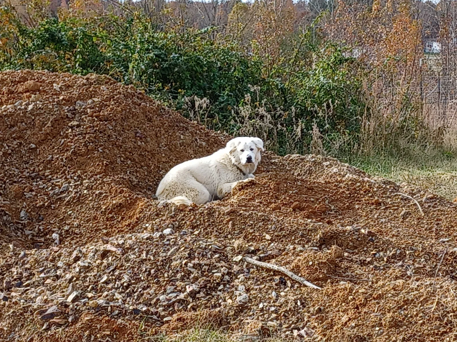 Lost dog in Conway, AR, 72032