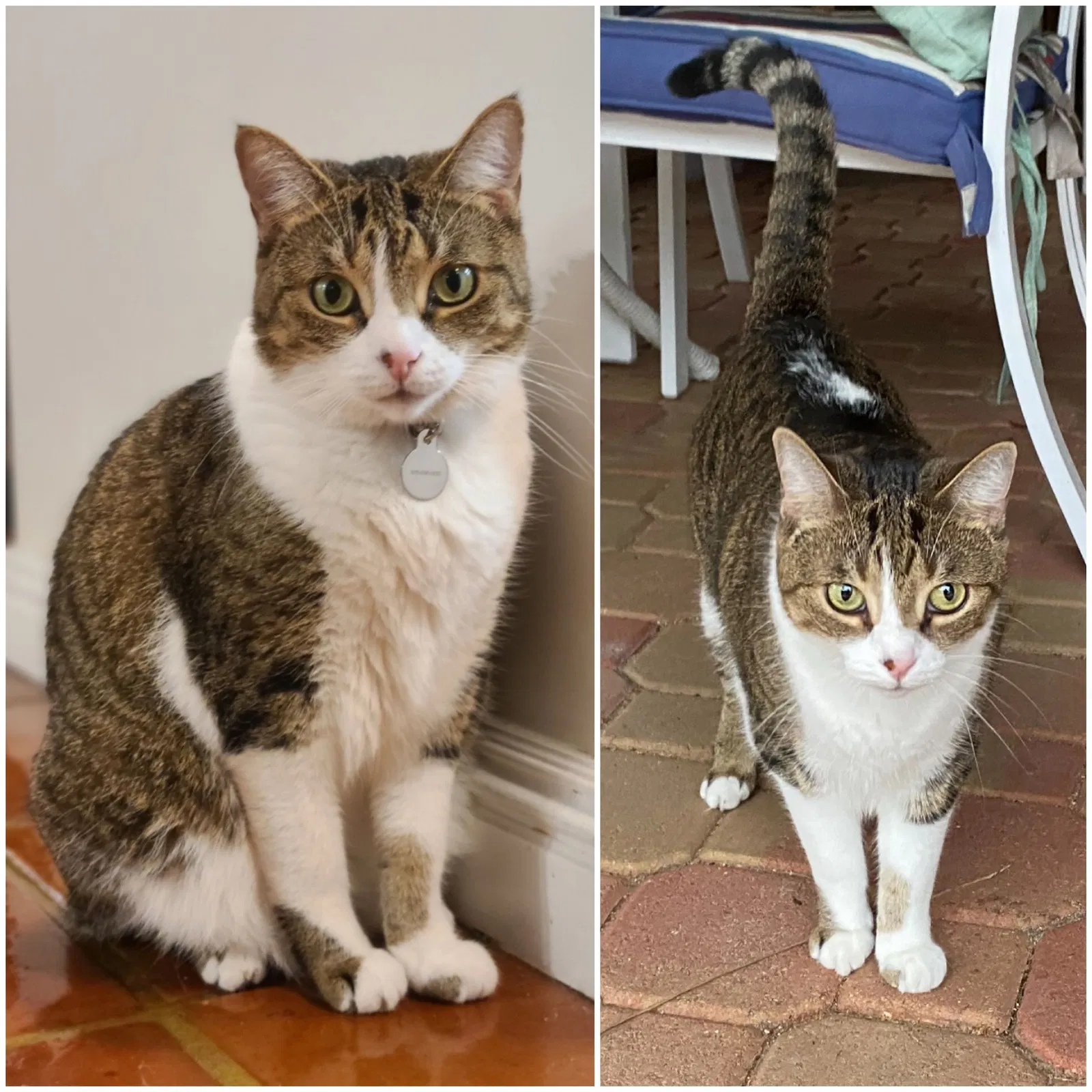 Lost cat in Fort Lauderdale, FL, 33312