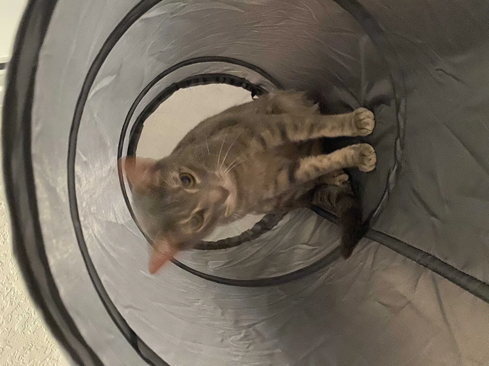 Lost cat in Converse, TX, 78109