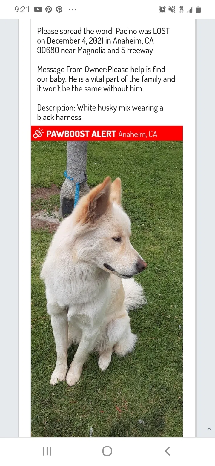 Lost dog in Cypress, CA, 90630