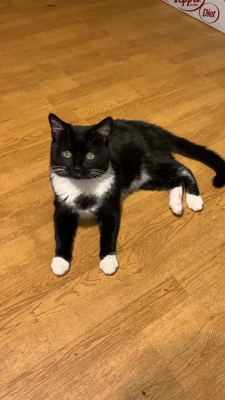 Lost cat in Acworth, GA, 30102