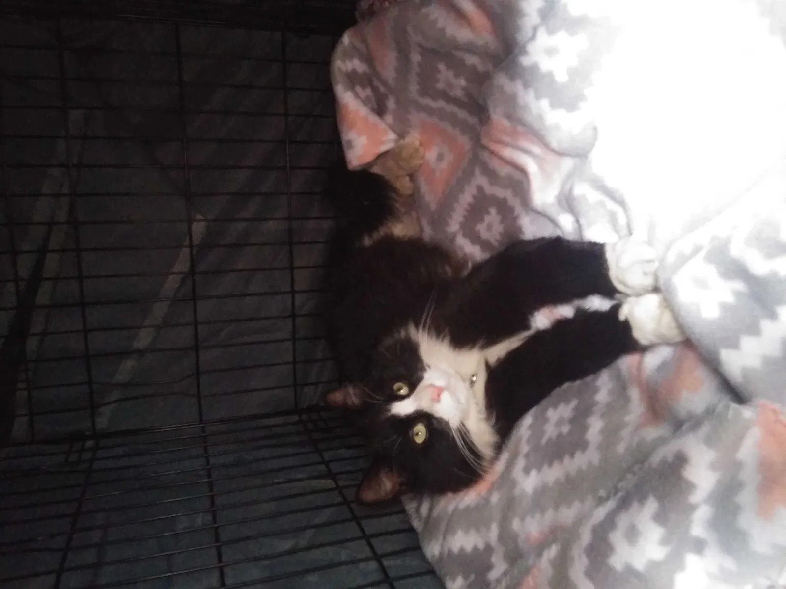 Lost cat in Temecula, CA, 92592