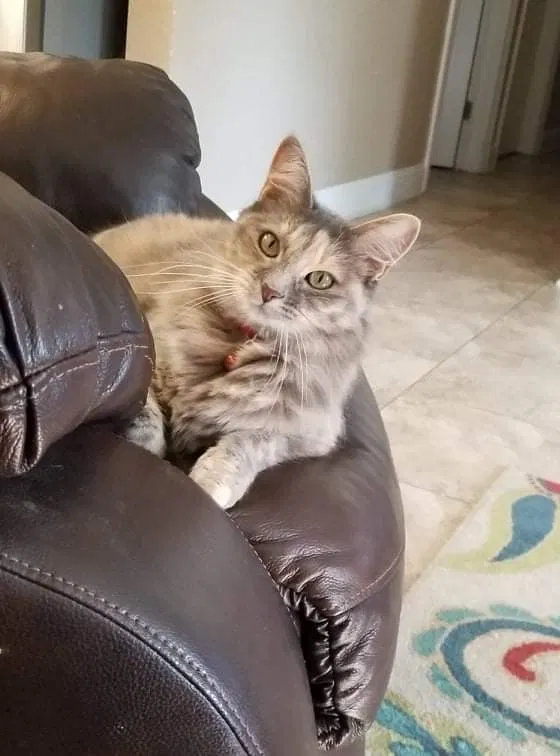 Lost cat in Shreveport, LA, 71118