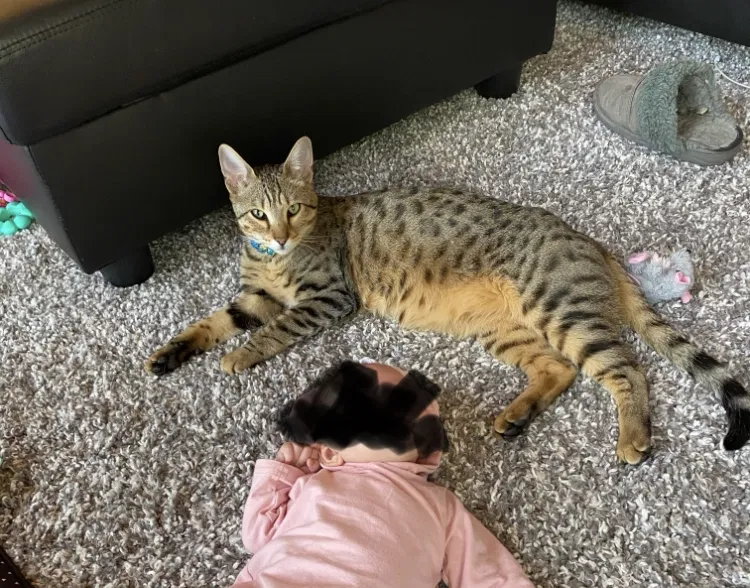 Lost cat in Chandler, AZ, 85226