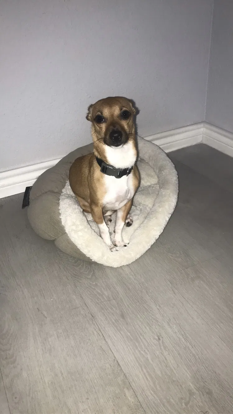 Lost dog in Houston, TX, 77077