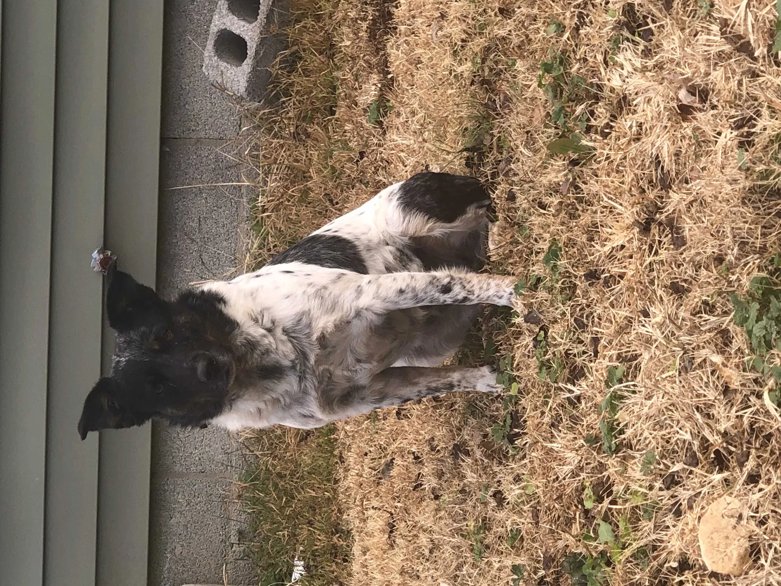 Found dog in Pelham, TN, 37366