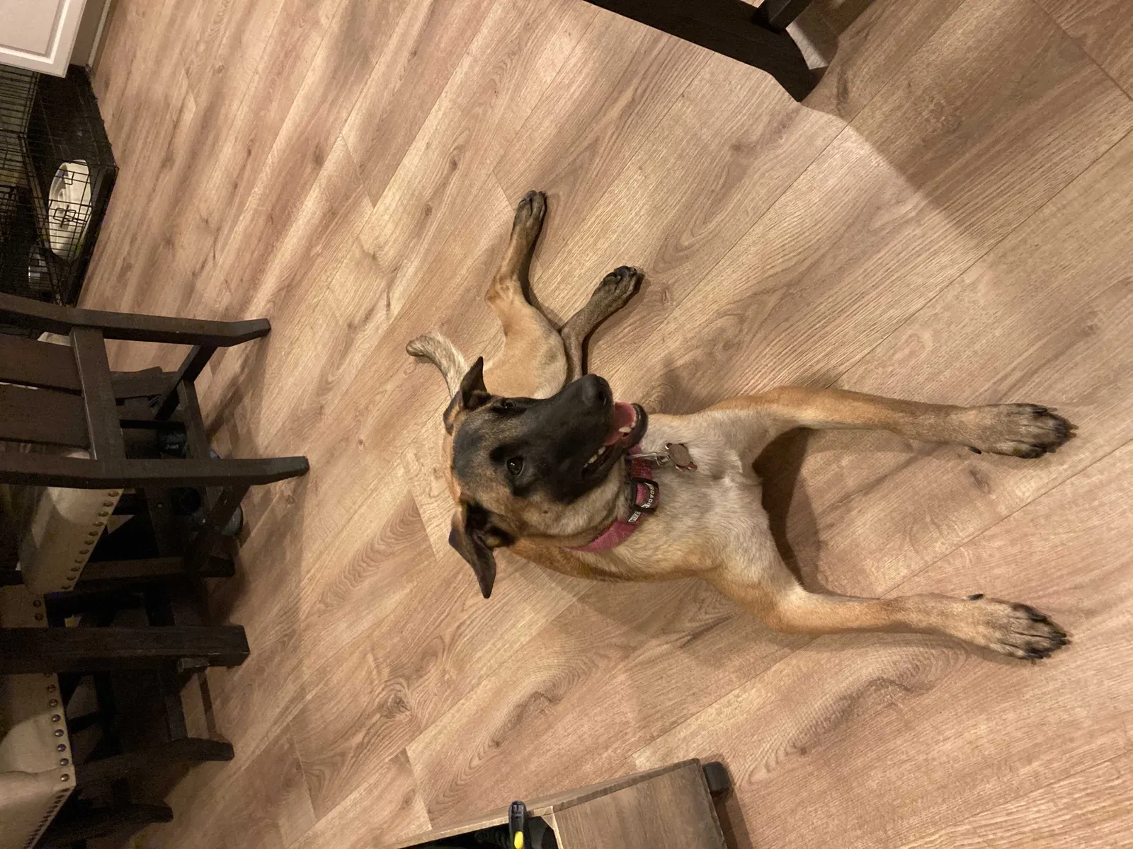 Lost dog in Ladera Ranch, CA, 92694