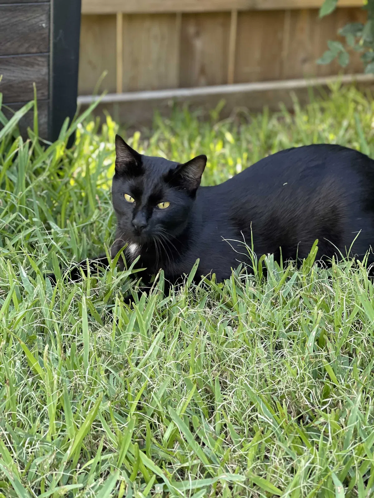 Lost cat in Austin, TX, 78753