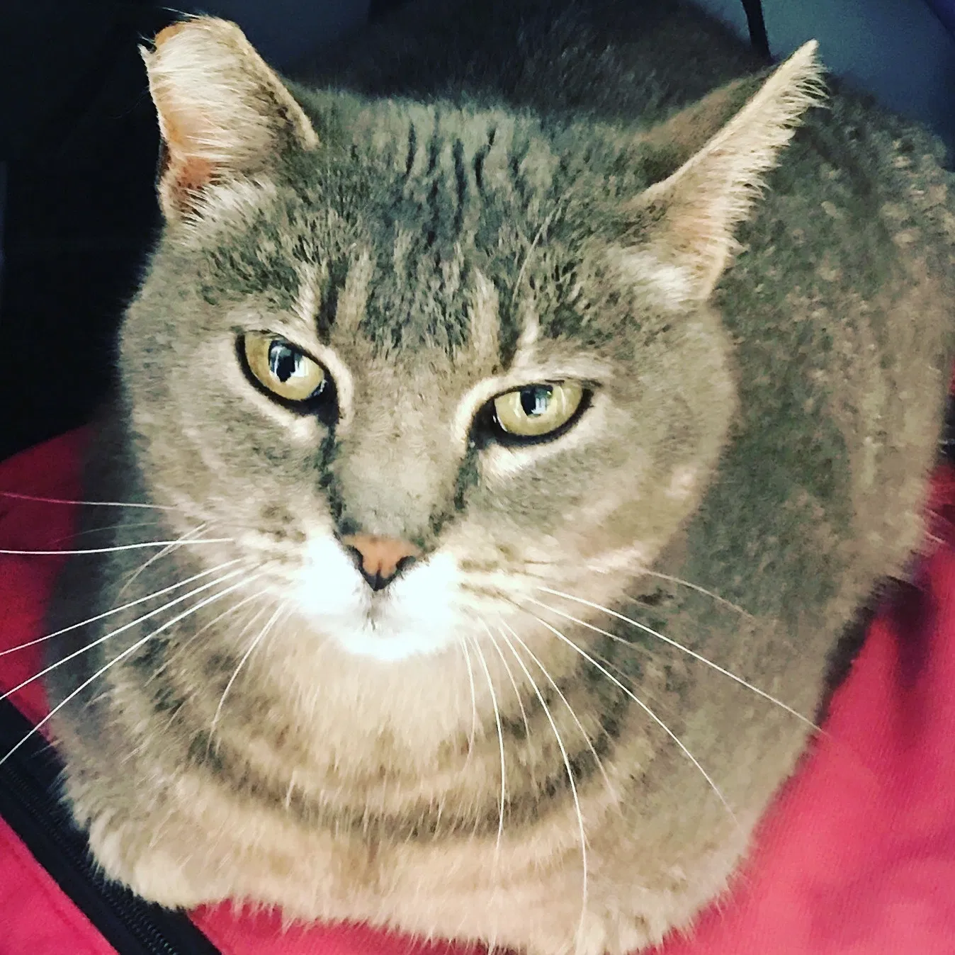 Lost cat in Silver Creek, GA, 30173