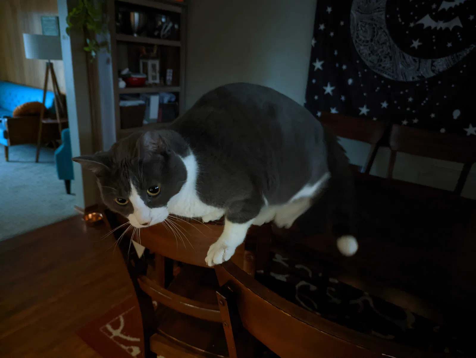 Lost cat in Urbandale, IA, 50322