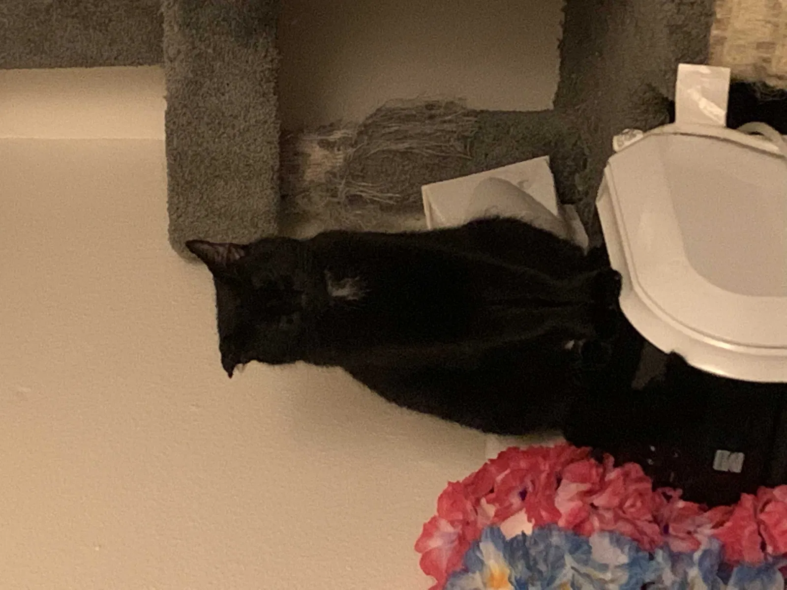 Lost cat in Portland, OR, 97223