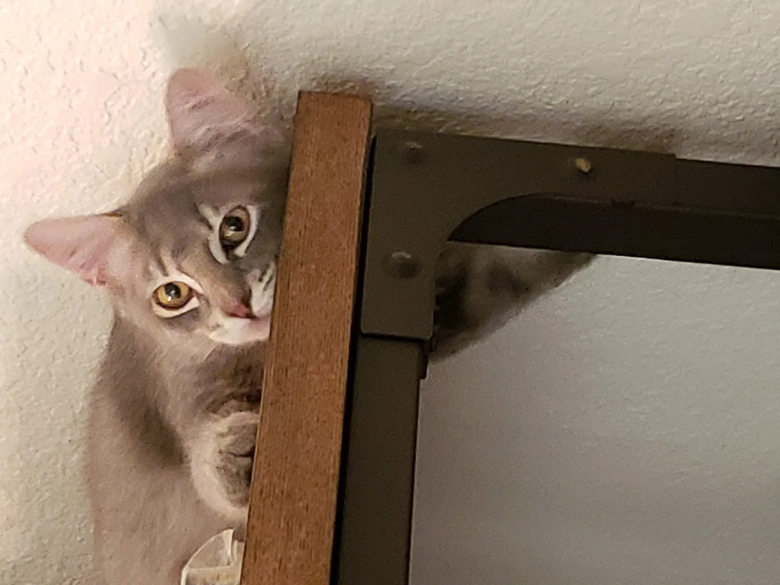 Lost cat in Fresno, CA, 93711