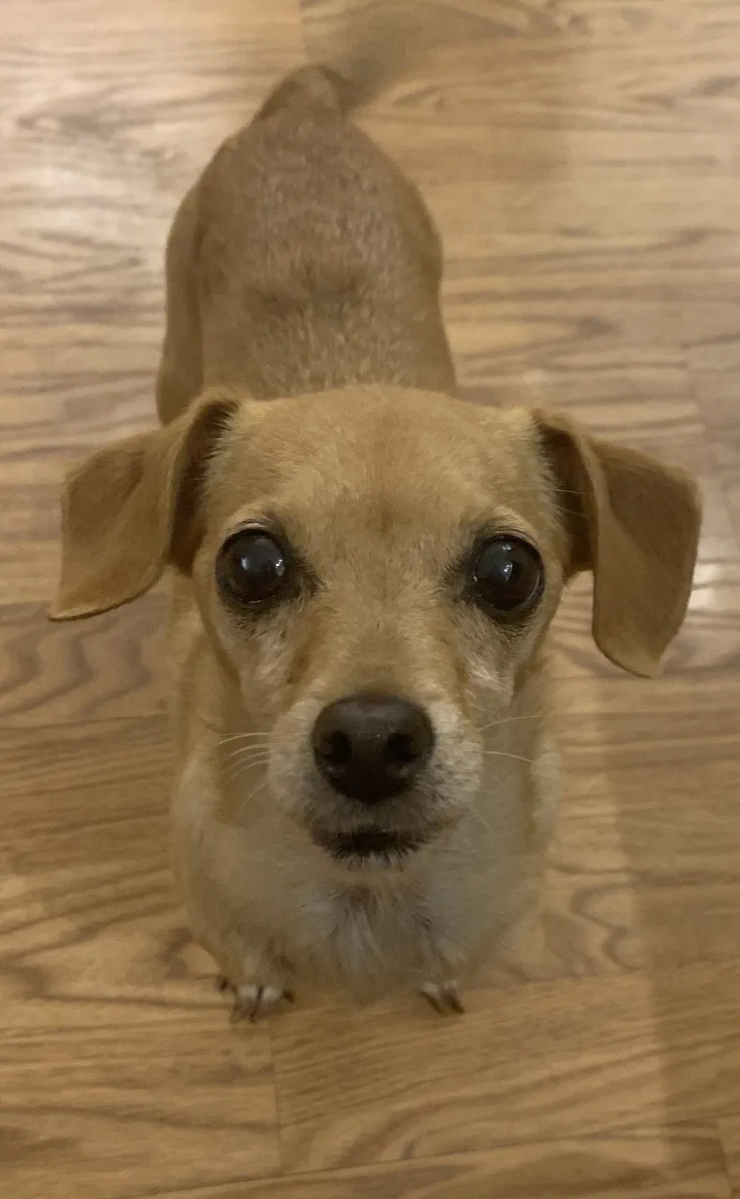 Lost dog in Santa Ana, CA, 92707