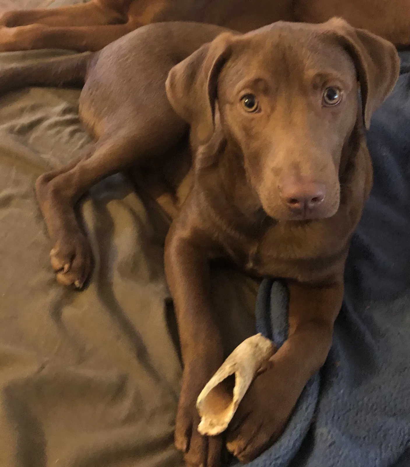 Lost dog in Concord, VA, 24538