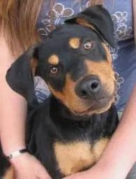 Lost dog in San Antonio, TX, 78217