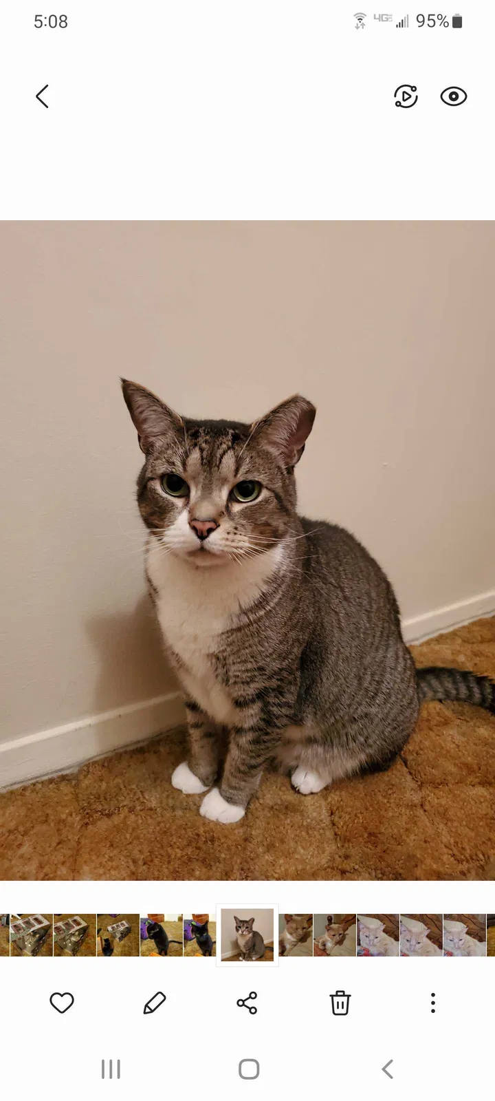 Lost cat in Essex, MD, 21221