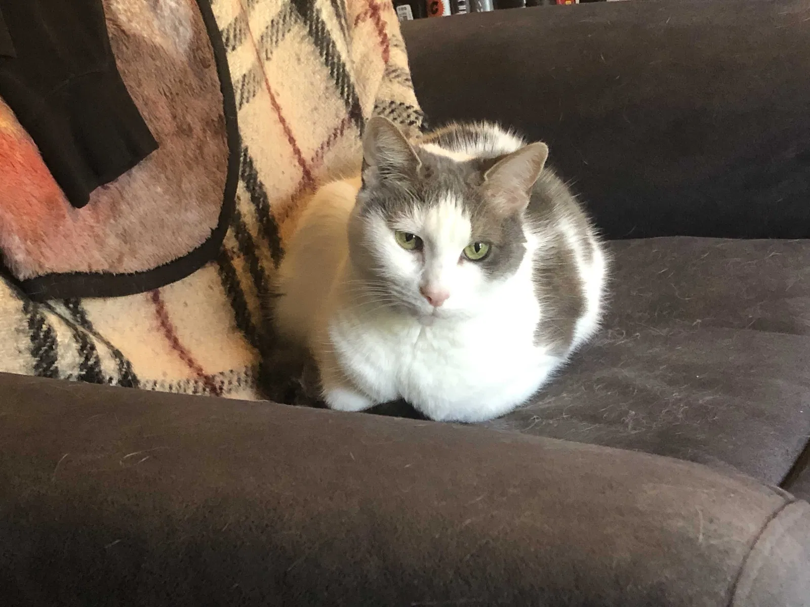 Lost cat in Glen Burnie, MD, 21060