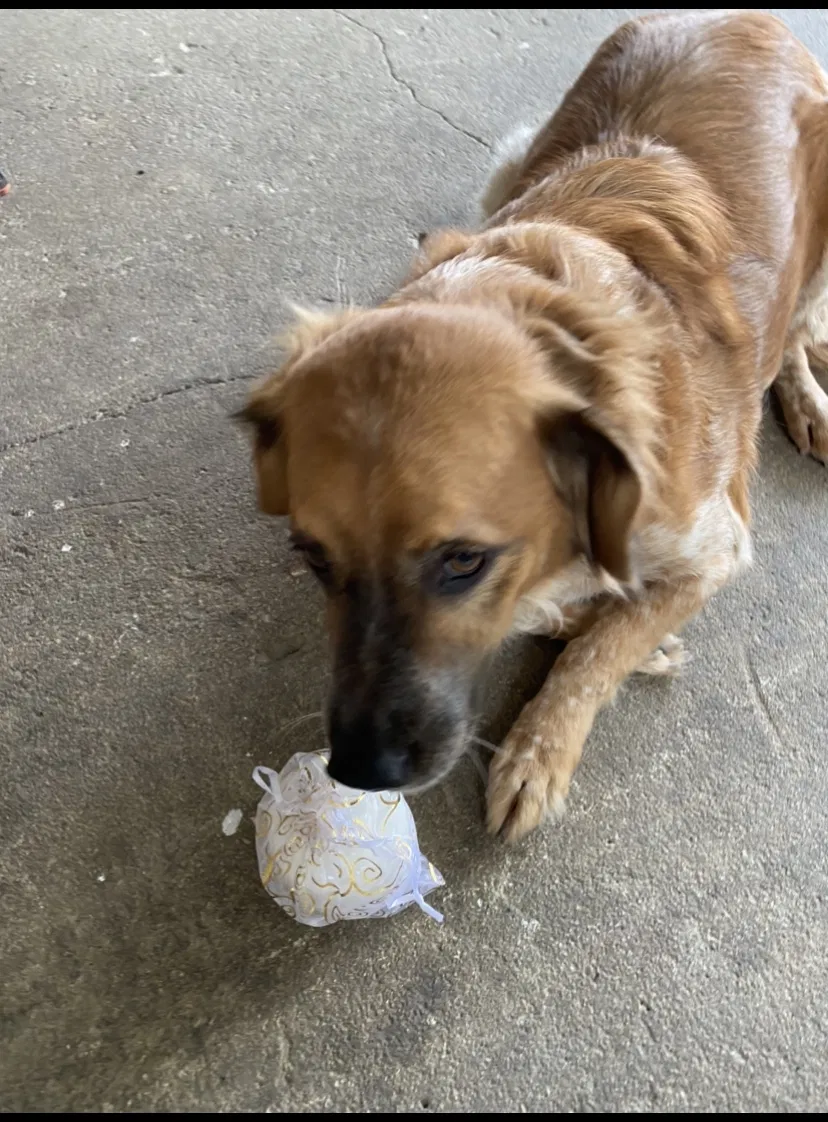 Lost dog in San Antonio, TX, 78204