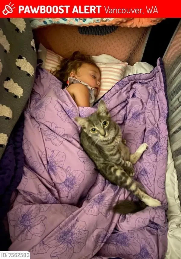 Lost cat in Vancouver, WA, 98686