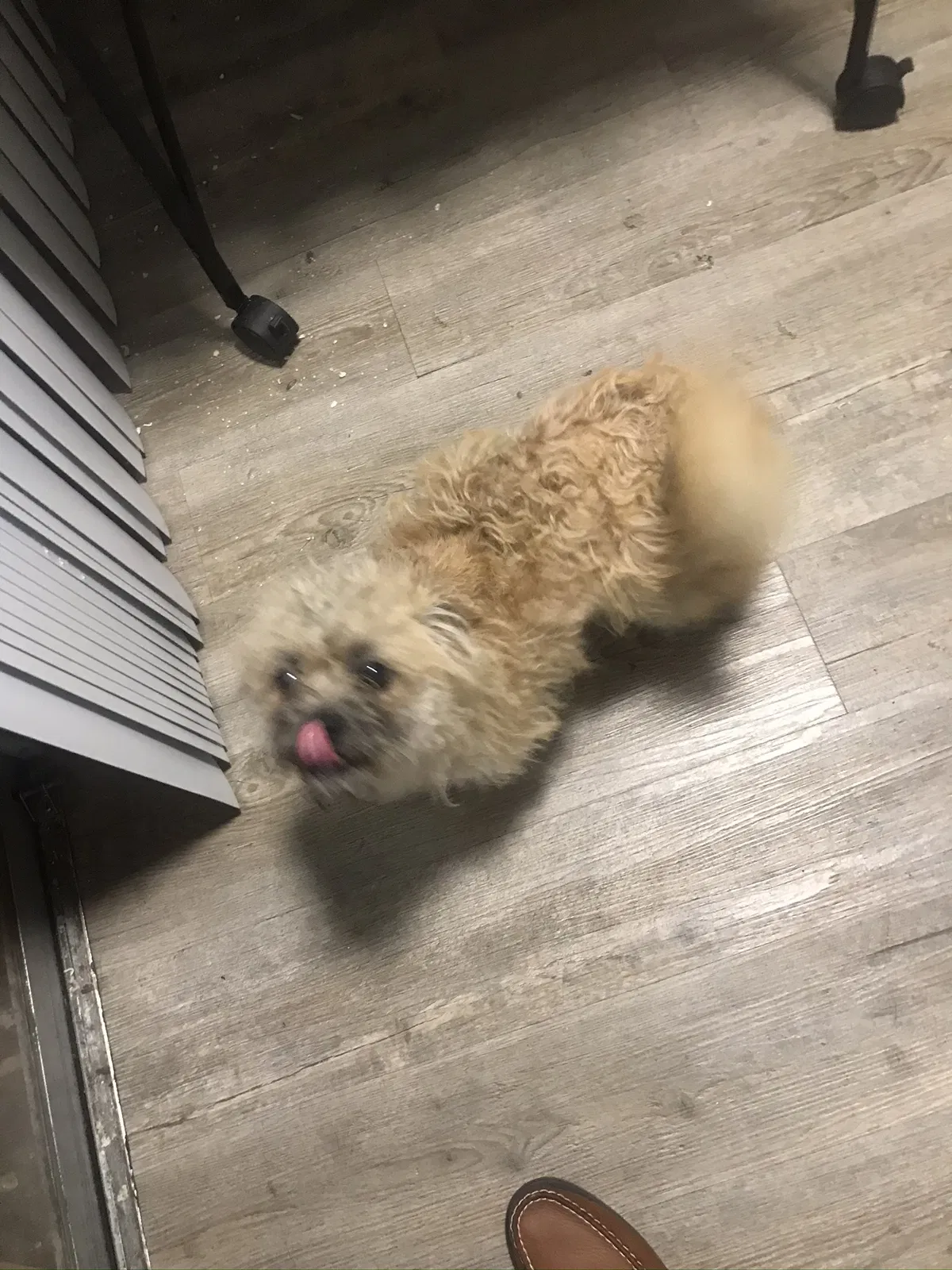Lost dog in Katy, TX, 77449