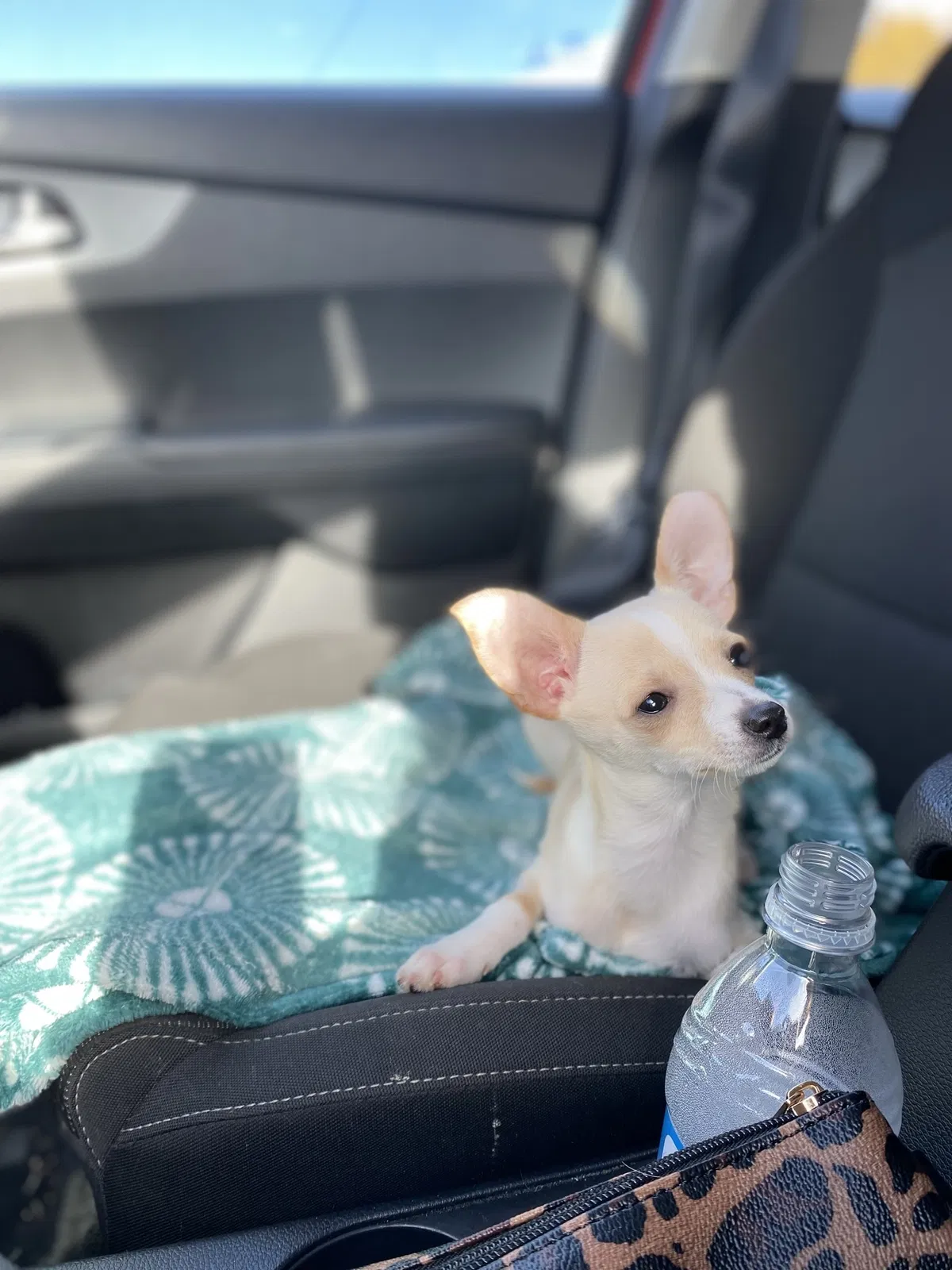 Lost dog in Morristown, TN, 37814