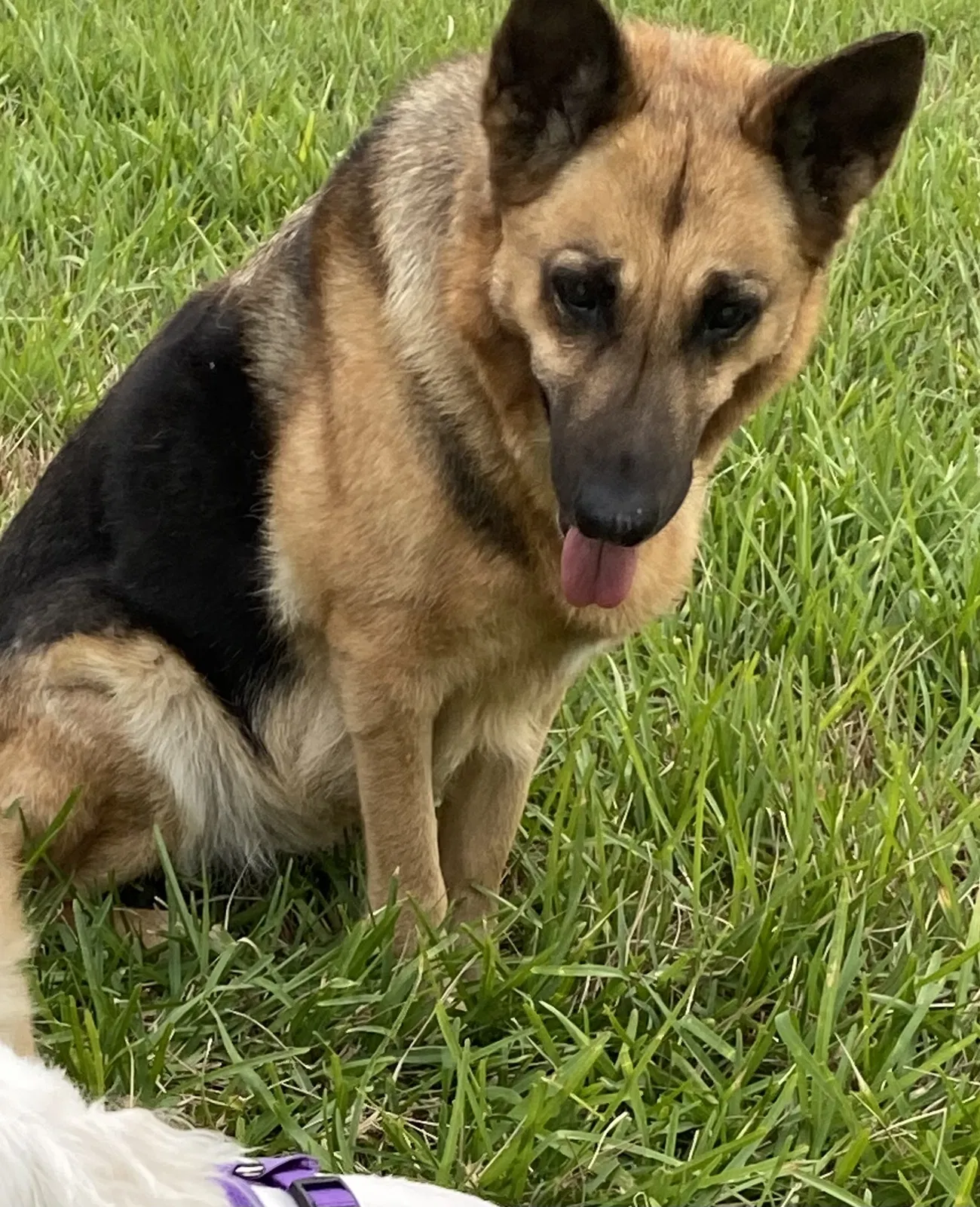 Lost dog in La Feria, TX, 78559