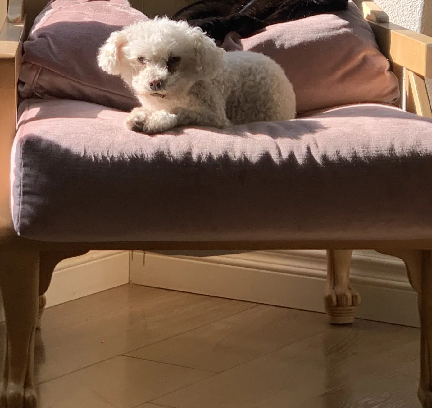 Lost dog in North Hollywood, CA, 91606