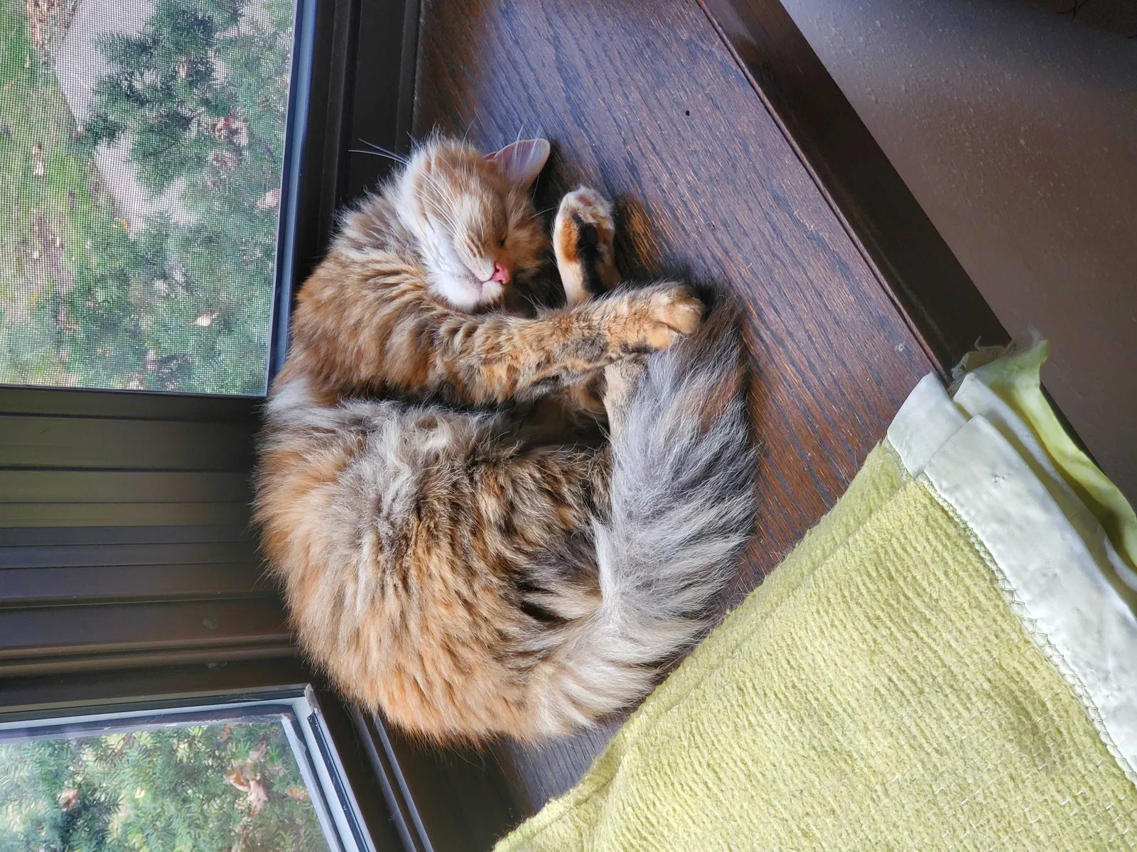 Lost cat in Saint Paul, MN, 55123