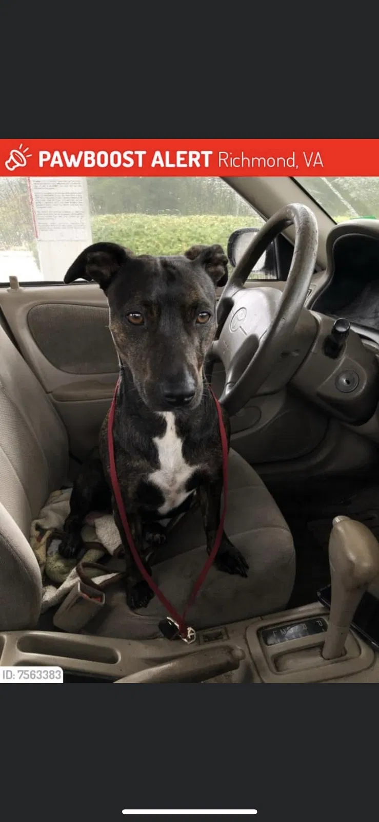 Lost dog in Richmond, VA, 23234