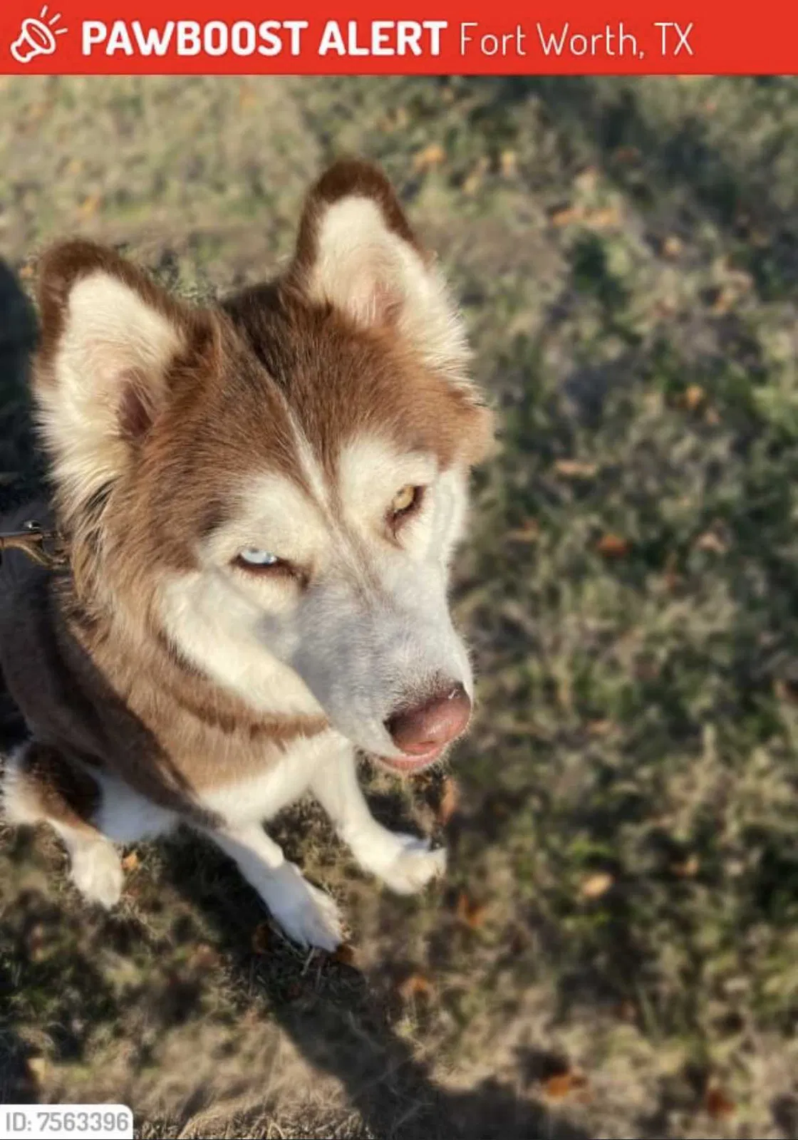 Lost dog in Fort Worth, TX, 76110