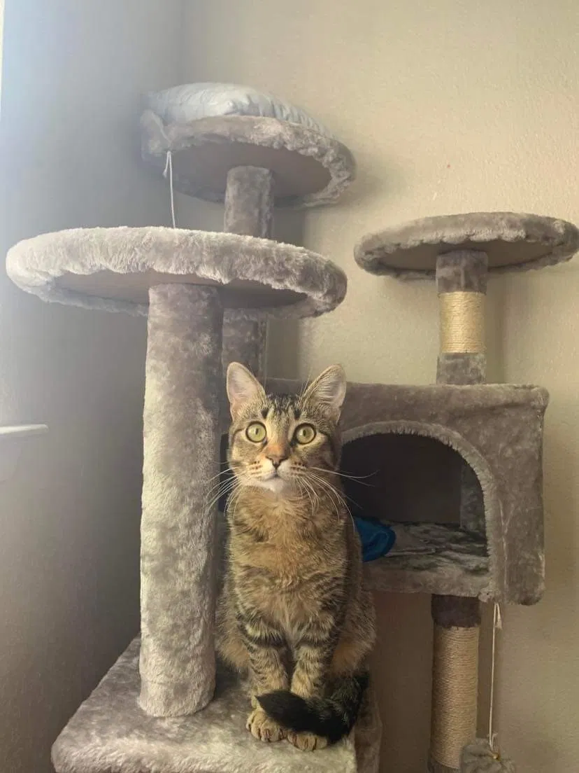 Lost cat in Fresno, CA, 93721