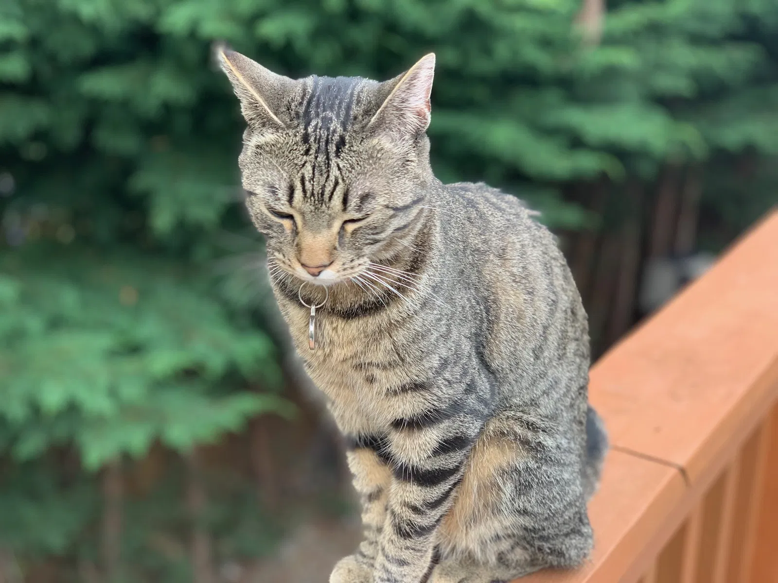 Lost cat in Seattle, WA, 98118
