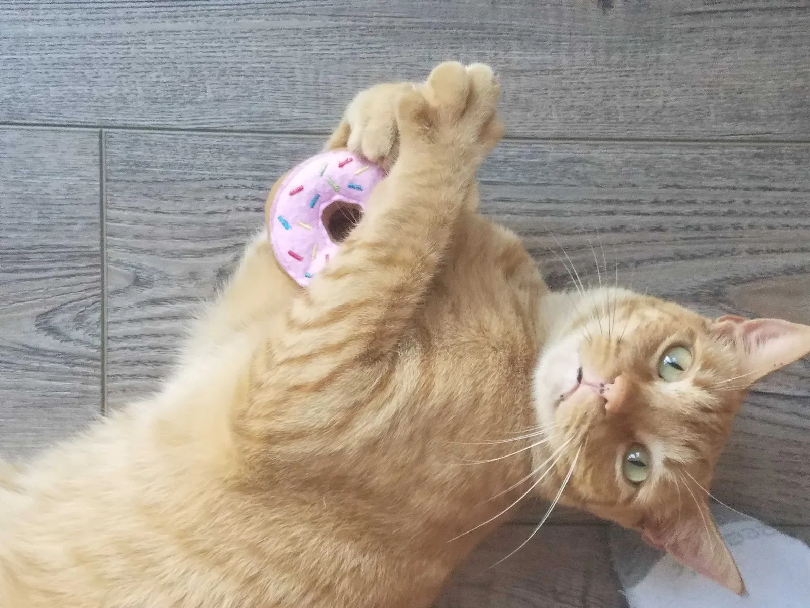 Lost cat in Vista, CA, 92083