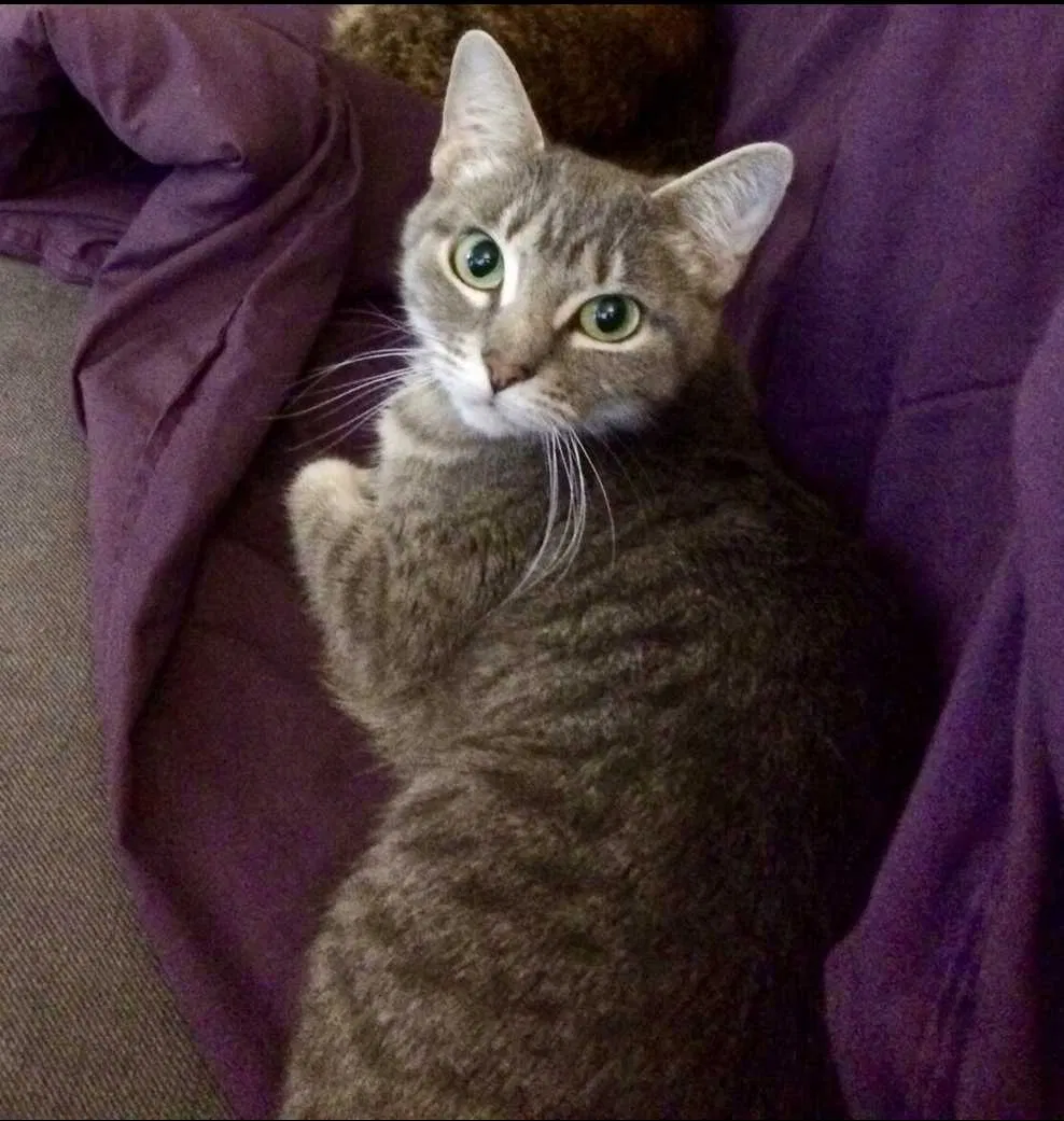 Lost cat in Smithfield, NC, 27577