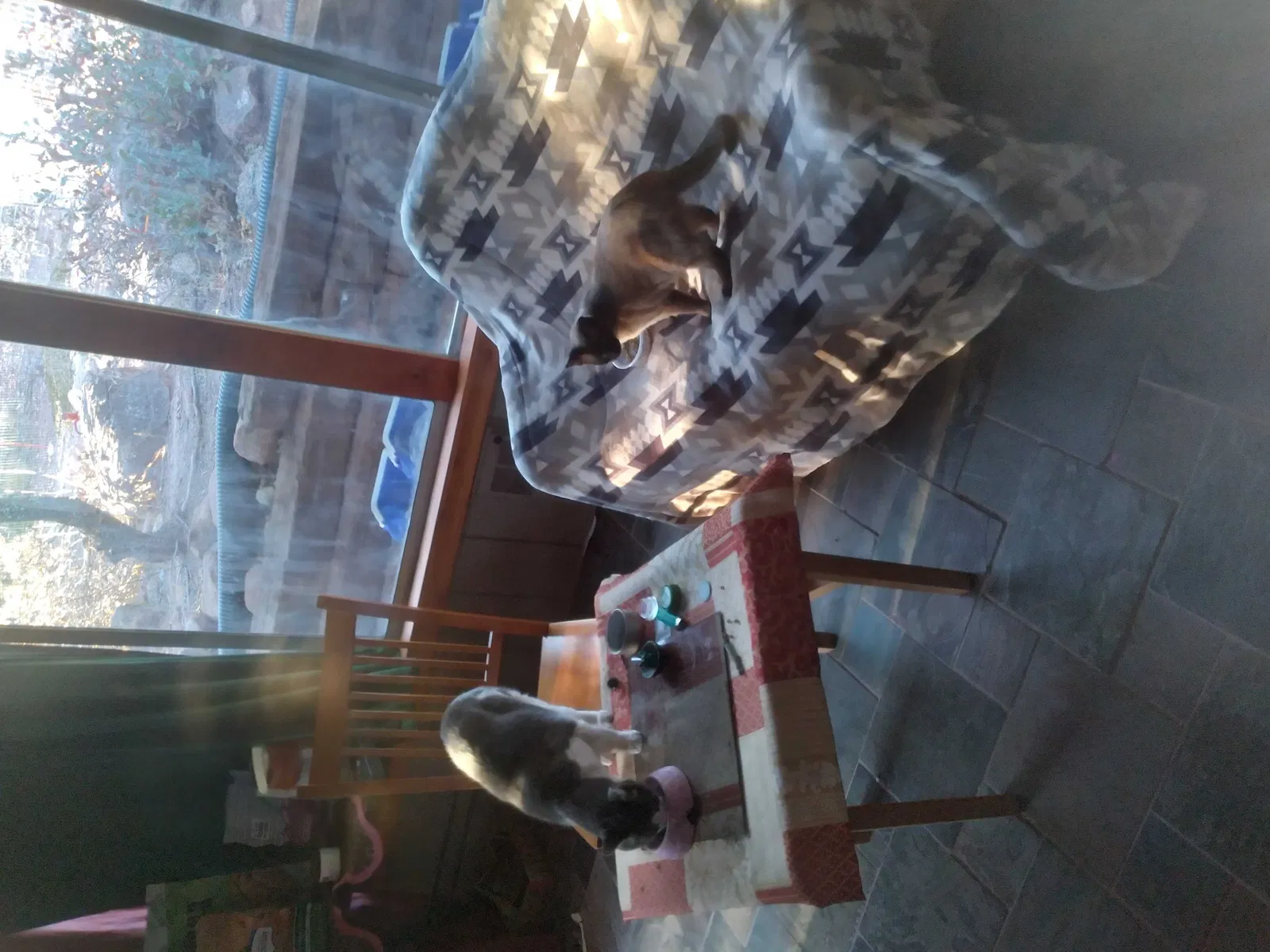 Lost cat in Tijeras, NM, 87059